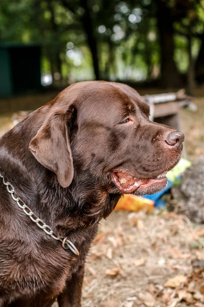 Retrato Cão Bonito Preto Branco — Fotografia de Stock