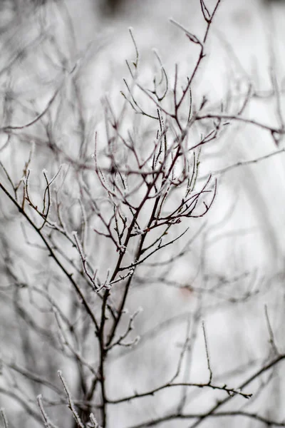 Přírodní Pozadí Příroda Tapety Zavřít — Stock fotografie