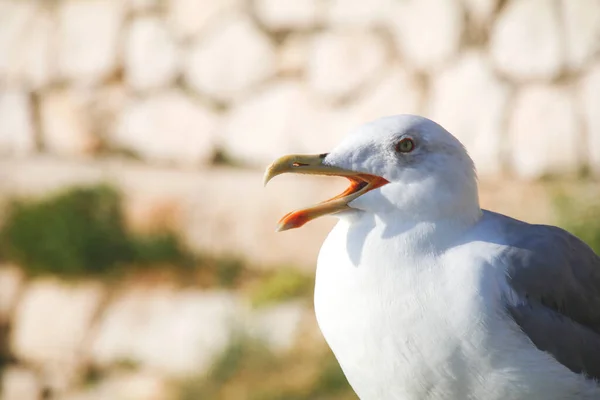 Gaivota Com Pena Branca Contra Fundo Mar — Fotografia de Stock