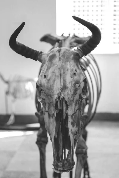Zvířecí Kostra Anatomickém Muzeu — Stock fotografie