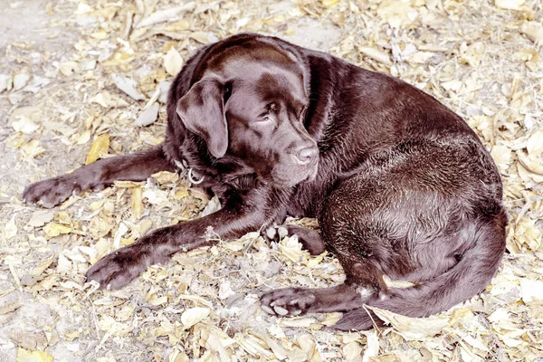 Cão Dormindo Chão — Fotografia de Stock