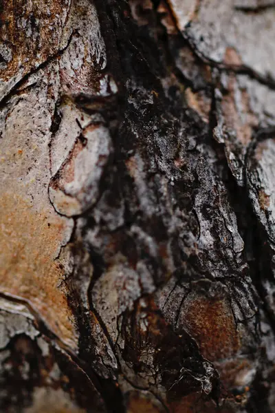 Fundo Natural Papel Parede Natureza Close — Fotografia de Stock