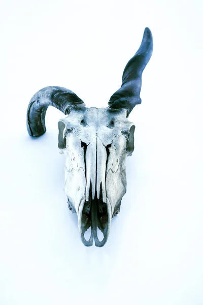解剖学博物館の動物骨格は — ストック写真