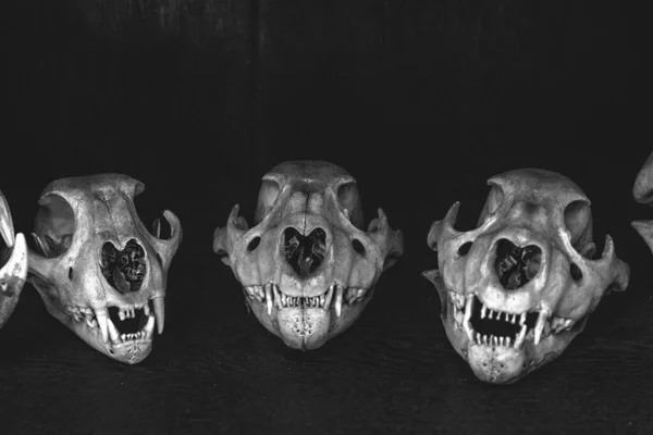 Esqueleto Animal Museo Anatómico —  Fotos de Stock