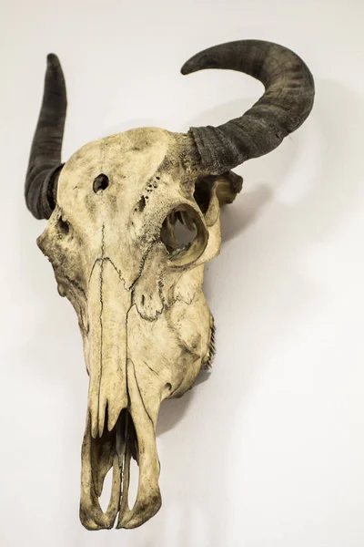 解剖学博物馆的动物骨骼 — 图库照片