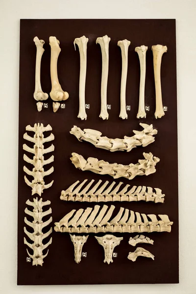 Tierskelett Anatomischen Museum — Stockfoto
