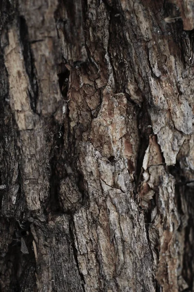 Naturlig Bakgrund Natur Tapeter Närbild — Stockfoto