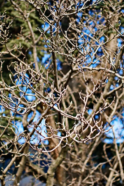 Natürlicher Hintergrund Natur Tapete Aus Nächster Nähe — Stockfoto