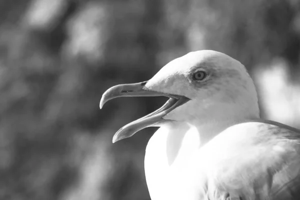 Gaivota Jardim Zoológico — Fotografia de Stock