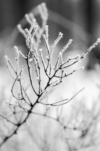 Přírodní Pozadí Příroda Tapety Zavřít — Stock fotografie