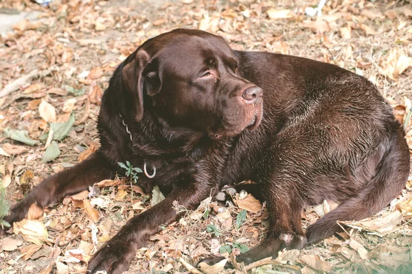 Cão Preto Branco Deitado Chão — Fotografia de Stock