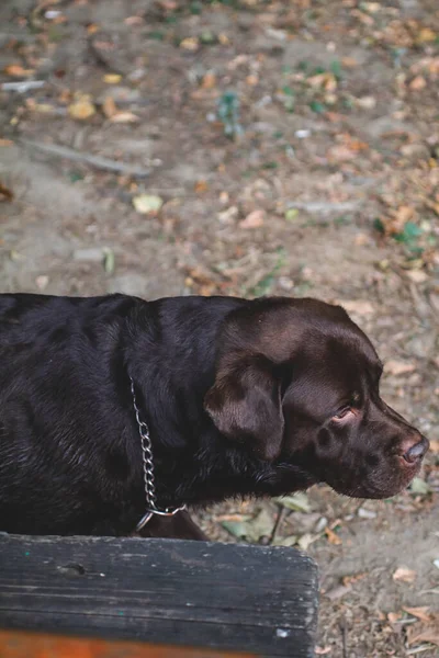 Cão Preto Branco Chão — Fotografia de Stock