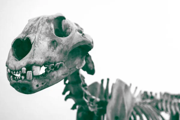 Hayvan Iskeleti Anatomik Müzede — Stok fotoğraf