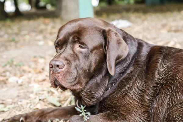 Retrato Labrador Marrom Bonito — Fotografia de Stock