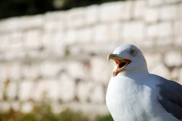 Gaivota Praia — Fotografia de Stock