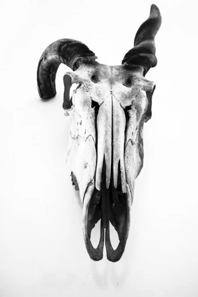 Scheletro Animale Nel Museo Anatomico — Foto Stock
