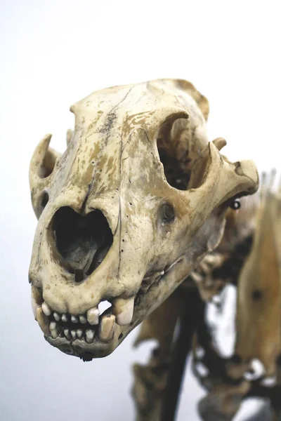Squelette Animal Dans Musée Anatomique — Photo