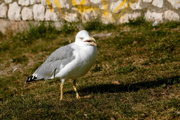 Martı Yerde — Stok fotoğraf