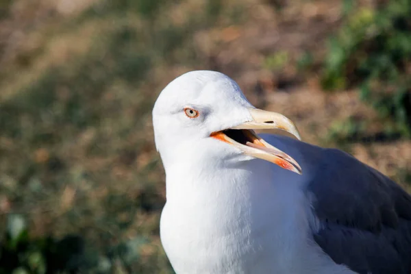 Gaivota Voo Dia Ensolarado — Fotografia de Stock