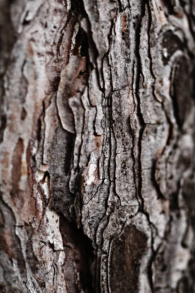 Naturlig Bakgrund Natur Tapeter Närbild — Stockfoto