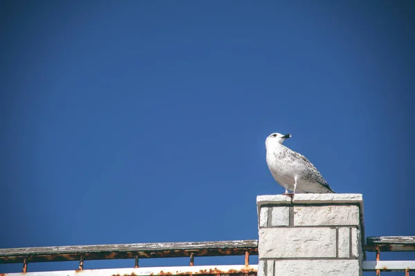 Gaivota Telhado Casa — Fotografia de Stock