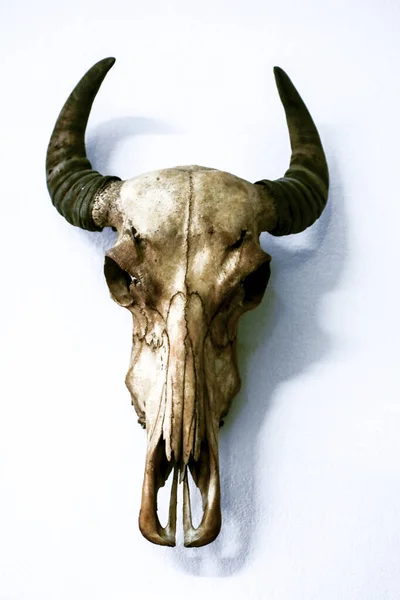 解剖学博物館の動物骨格は — ストック写真