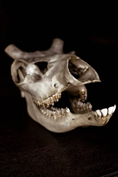 Szkielet Zwierzęcy Muzeum Anatomicznym — Zdjęcie stockowe