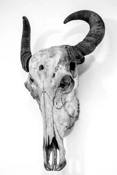 Скелет Животного Анатомическом Музее — стоковое фото