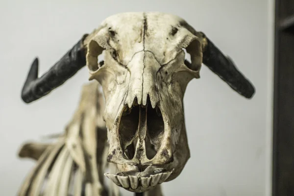 Animal Skeleton Anatomical Museum — Stock Photo, Image