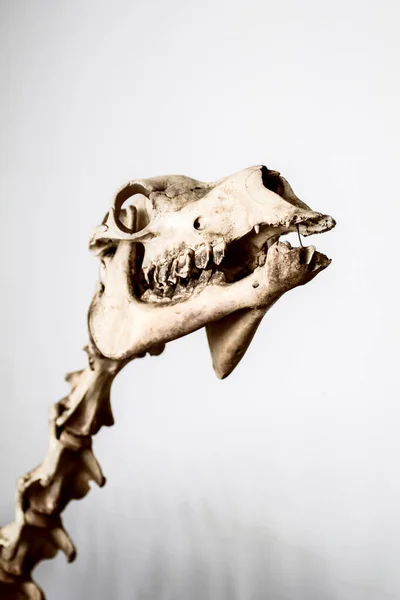 Squelette Animal Dans Musée Anatomique — Photo