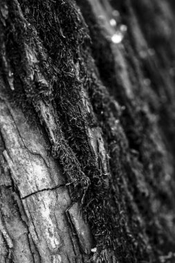 Doğal arkaplan, doğa duvar kağıdı. Kapatın.