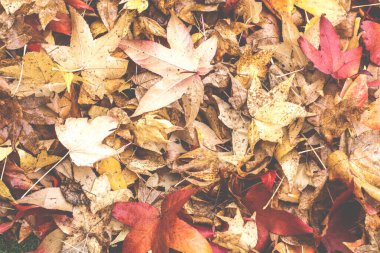 Doğal arkaplan, doğa duvar kağıdı. Kapatın.