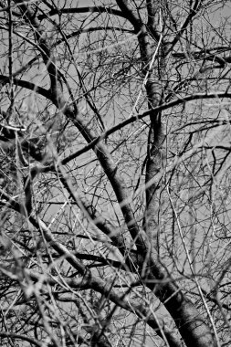 Doğal arkaplan, doğa duvar kağıdı. Kapatın.