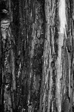 Doğal arkaplan, doğa duvar kağıdı. Kapatın.