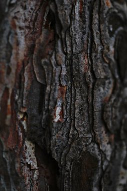 Doğal arkaplan, doğa duvar kağıdı. Kapatın.