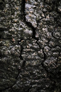 Doğal arkaplan, doğa duvar kağıdı. Kapatın.