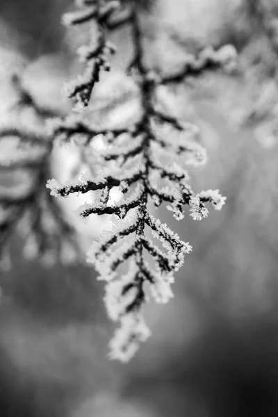 Přírodní Pozadí Příroda Tapety Zavřít — Stock fotografie