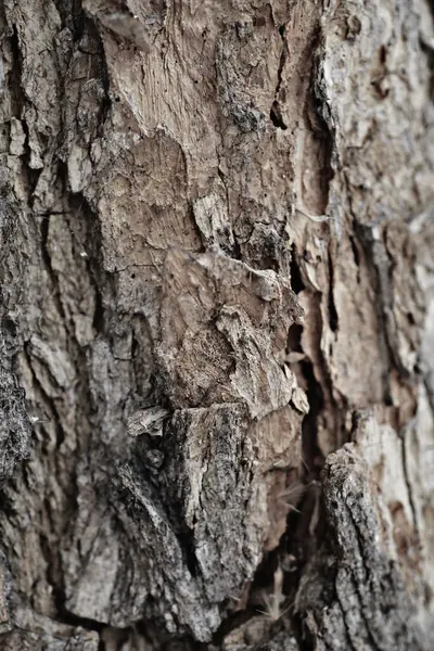 Sfondo Naturale Natura Carta Parati Vicino — Foto Stock