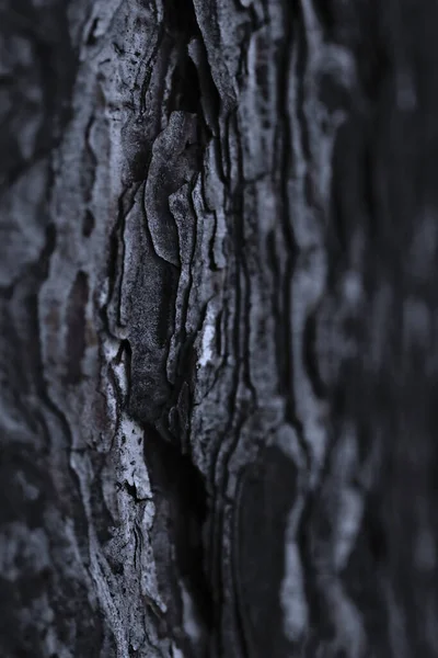 Naturlig Bakgrund Natur Tapeter Närbild — Stockfoto