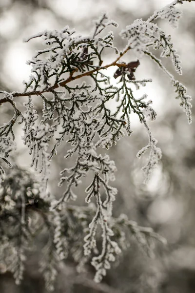 Přírodní Pozadí Příroda Tapety Zavřít — Stock fotografie