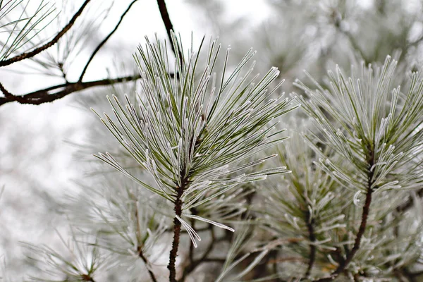 Natural Background Nature Wallpaper Close — Stock Photo, Image