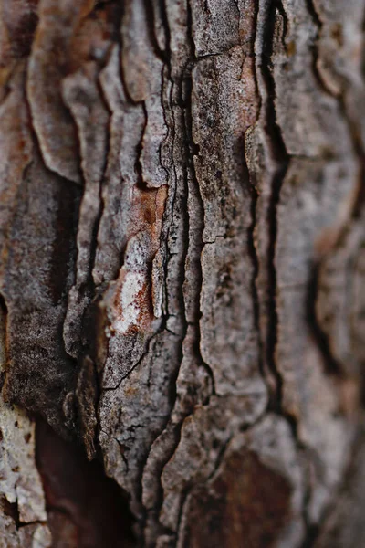 Naturlig Bakgrund Natur Tapeter Närbild — Stockfoto