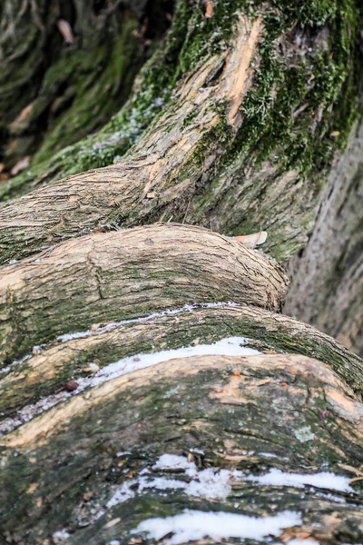 Natuurlijke Achtergrond Natuur Behang Close — Stockfoto