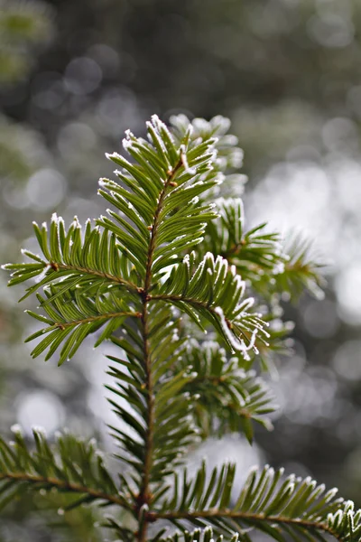 Naturlig Bakgrund Natur Tapeter Närbild — Stockfoto