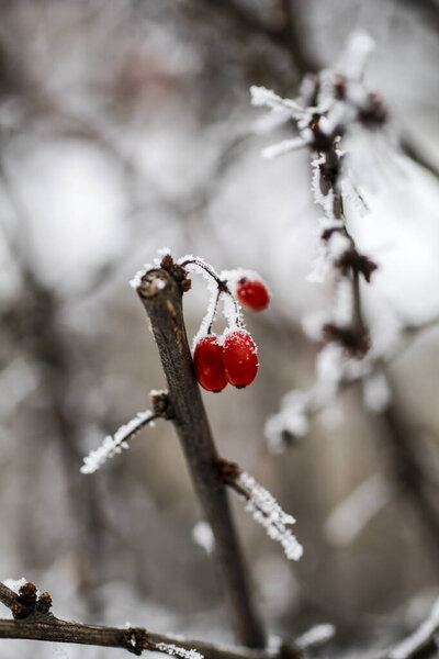 Natural background, nature wallpaper close up