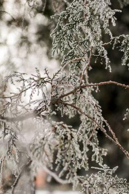 Doğal arkaplan, doğa duvar kağıdı. Kapatın.