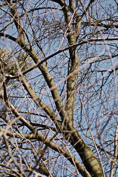 Natürlicher Hintergrund Natur Tapete Aus Nächster Nähe — Stockfoto