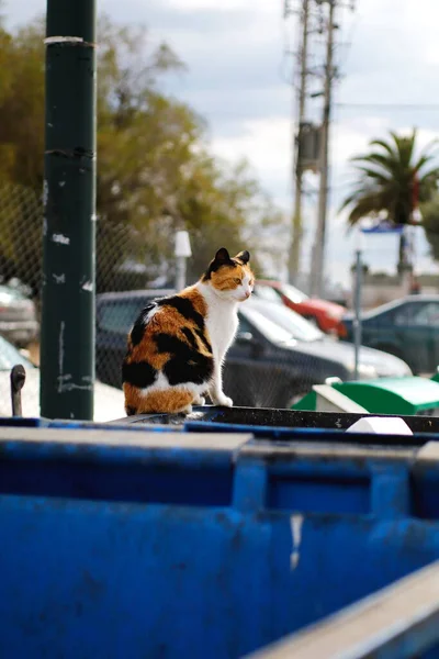 Hemlös Katt Utomhus Gatan — Stockfoto