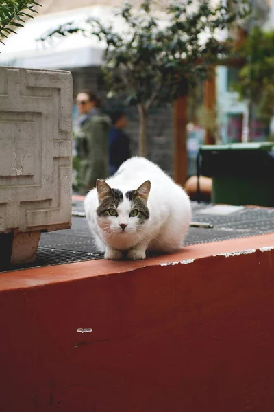 homeless cat outdoor on street