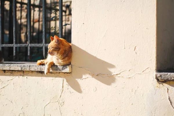 Hemlös Katt Utomhus Gatan — Stockfoto